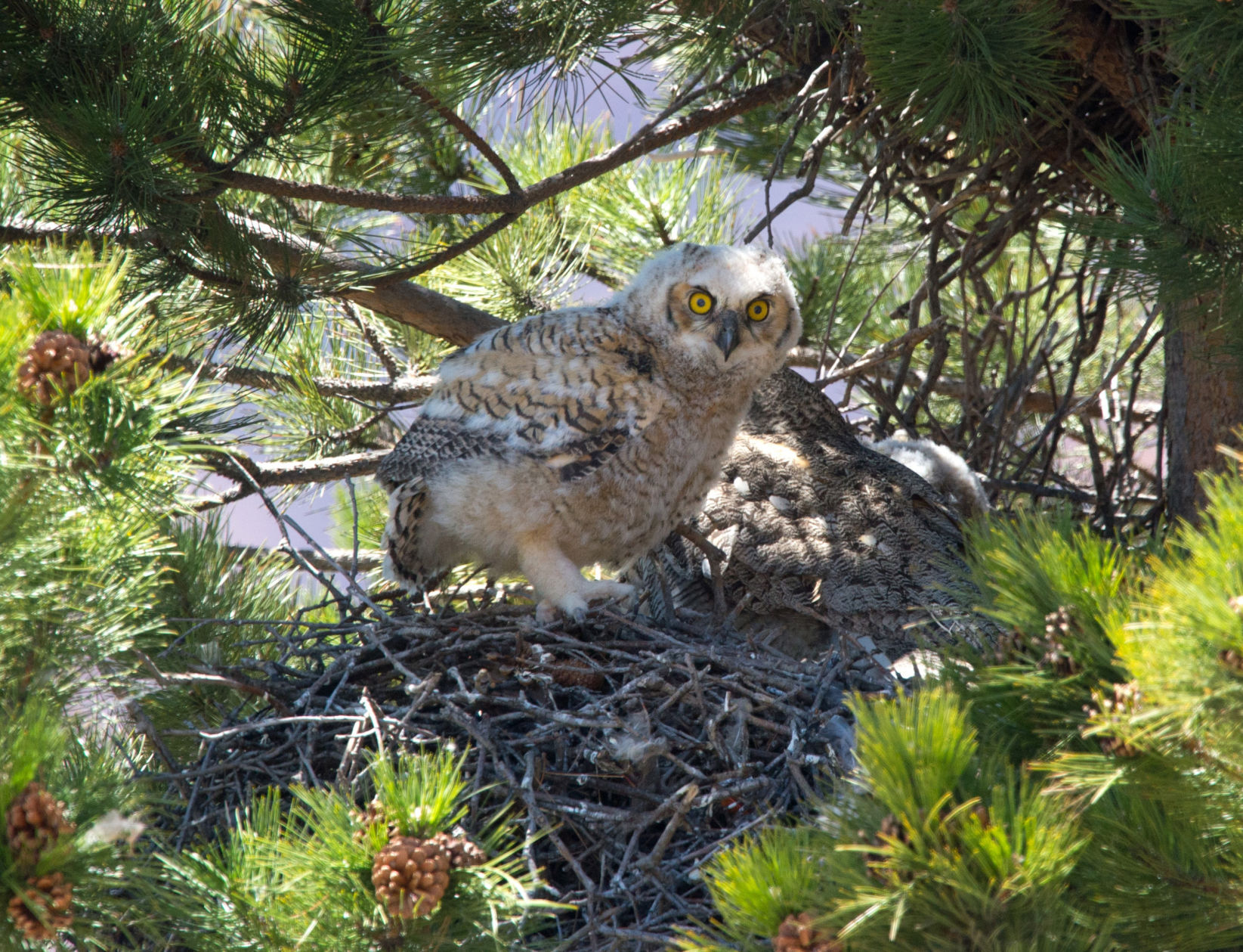 BABY OWLS